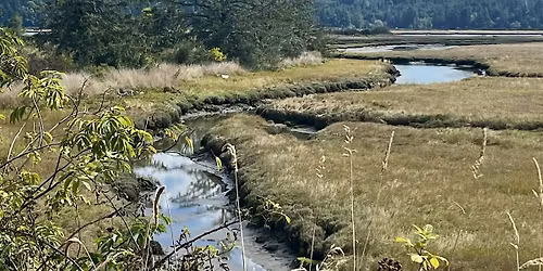 Birding at the Millicoma Marsh Trail