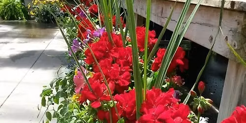 Build an Annual Summer Planter   Cost $30