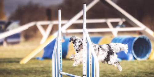 M\u00e1jov\u00e9 agility hry - neofici\u00e1lne agility preteky