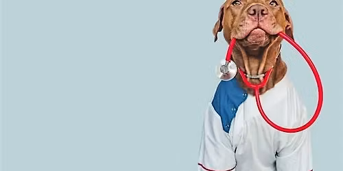 Modern Animal Ask a Vet!