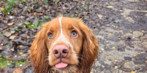 The Social Lead - Community dog walk