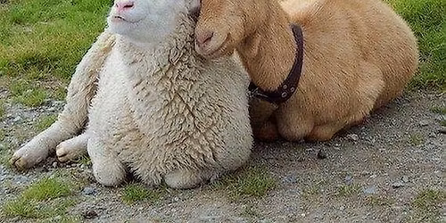 Goat + Sheep Yoga - January 11 at 12:30 pm