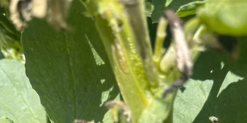 Broadbean harvest and open morning