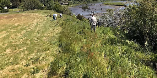 Siuslaw Invasive Species Pull