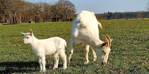 Lämmertag auf dem Rouenhof 