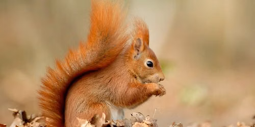 Red Squirrel Feeder Walk at Whinlatter