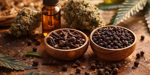 Caryophyllene: Understanding the \u201cSpicy\u201d Terpene