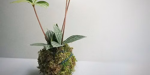 Kokedama : Learn to make your own Japanese Floating Garden
