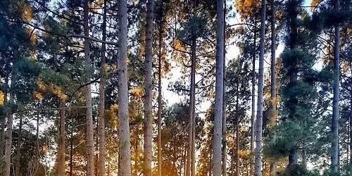 Celtic Thursday Trail - Constantia Nek \/ Cecilia Forest