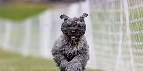 Seattle area monthly Bouvier meetup