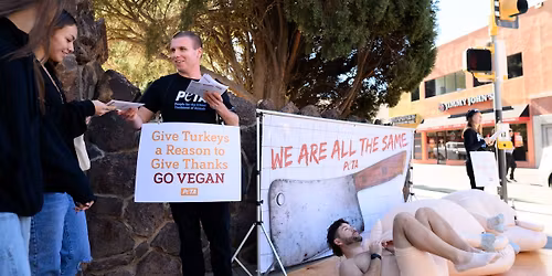 Jackson: Speak Up for Turkeys Killed for Thanksgiving!