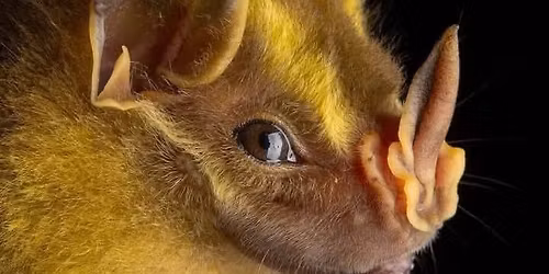 Strictly Vinyl Vol. #225 feat. PC \ud83c\uddee\ud83c\uddea 'Anything Goes'