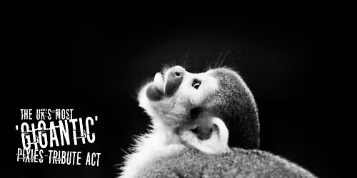 Hey Pixies | Exchange Bristol