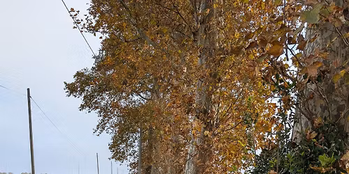 Le Foglie Morte: Vento, Sale e Argini