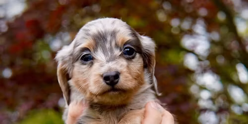 Dachshund Birmingham 