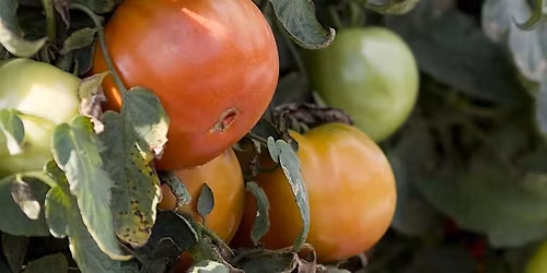 Vegetable Field Day