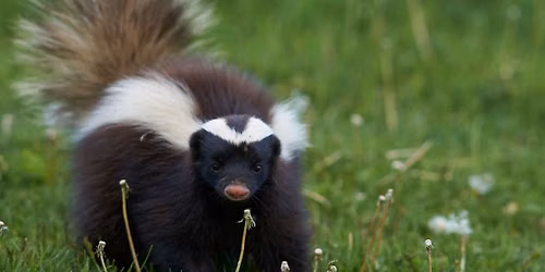 Adventures with Skunks (2.5-4 yrs old)