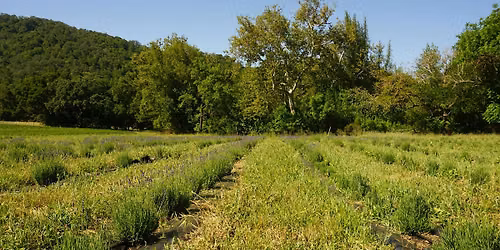Lavender Botanical Toner Workshop (Hands-On Experience)