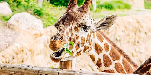 \u012esp\u016bdingasis Rygos senamiestis ir spalvingasis zoologijos sodas 2026.04.25