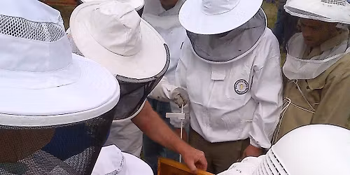 Beginner Beekeeping Class
