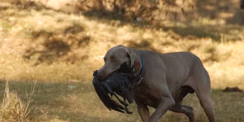 Shooting Ratings for Gun Dogs