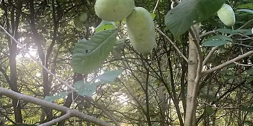 Paw Paw Haul with Alecks Moss