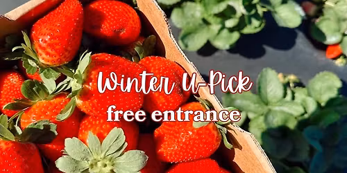 Winter U-Pick