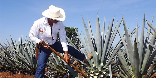 A Taste of Mexico: Tequila-Mezcal-Sotol-Raicilla | Amathus Oxford
