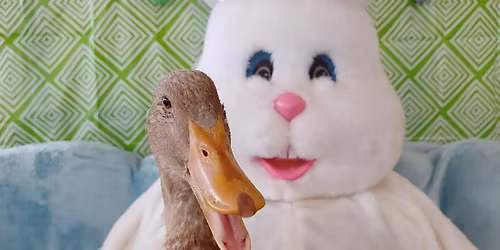 Coffee and Cookies with Cottontail