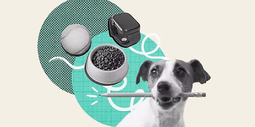The fur-family shift: Innovating for the modern pet parent