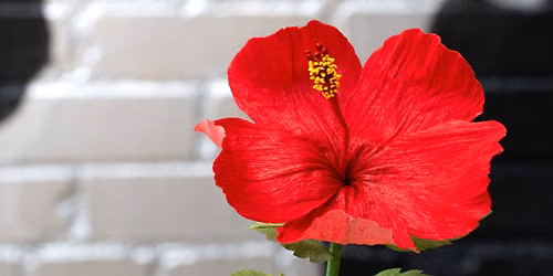 Art Class: Crepe Paper Flowers: Flor de Maga