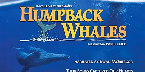 Humpback Whales