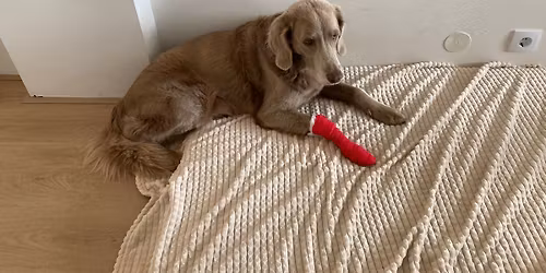 Eendaagse Holistische EHBO voor honden