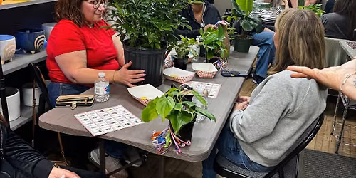 Plant Bingo Windsor 7\/10