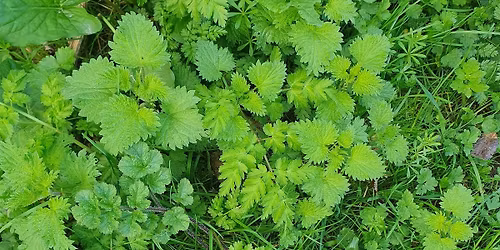 Plant sensing expedition at The Kidneys, Oxford