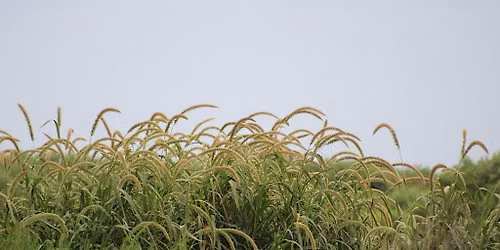Grass Identification Workshop