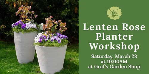 Lenten Rose Planter Workshop at Graf's