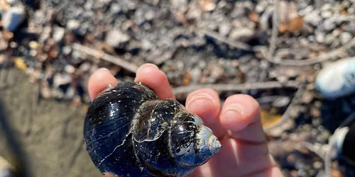 Hellyer County Park BioBlitz