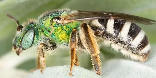 Native Bee Identification Walk