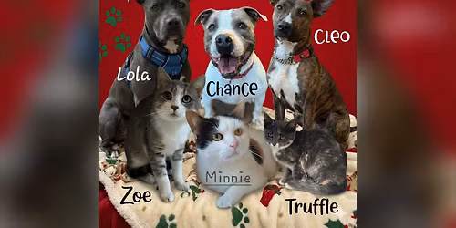 Meowy Christmas From Santa Paws