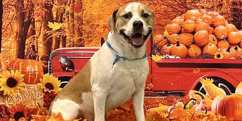 Fall Leaves Lodging Party