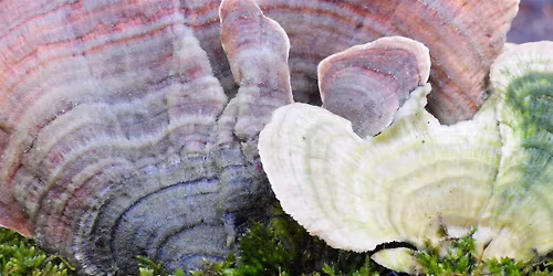 See What Nature Is Saying: A Photography Walk for the Soul