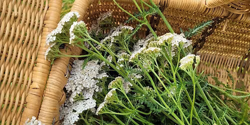 Introduction to Herbal First-Aid