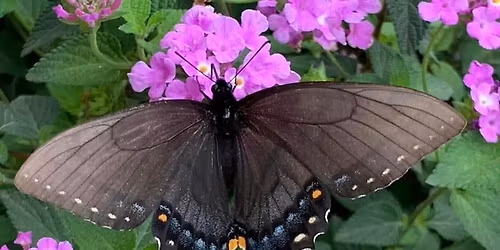 Nov 2025 - ABF Monthly Meeting - Last meeting of 2025 Come share your experiences with butterflies