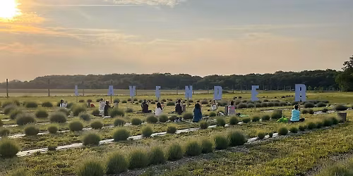 Sunset Sounds on the Lavender Farm