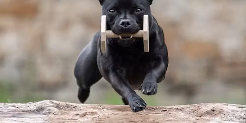 Obedience z\u00e1vod Winter Cup VII. - CACT + speci\u00e1l mal\u00fdch plemen