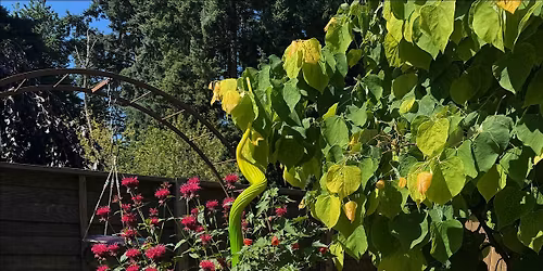 Sun Garden Design: Beyond the Basics