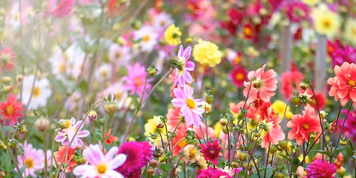 Blooms & Bubbly Mothers Day Event!