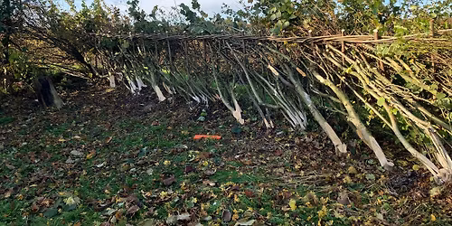 Introduction to Traditional Hedgelaying
