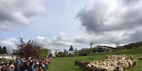 Transhumance de Malz\u00e9ville - 2026